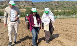 Kızılinler’de Bal Kabağı tohumları toprakla buluşturuldu