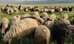 Adilcevaz’da yayla zamanı: Besiciler 7 aylık göçe başladı