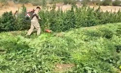 Diyarbakır'da 3 Milyon 476 Bin Kök Kenevir ve Skunk Ele Geçirildi: 7 Şüpheli Yakalandı