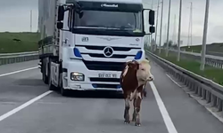 Tosun karayoluna çıktı!