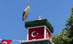 Can ve Canan leylek yuvalarına geldi