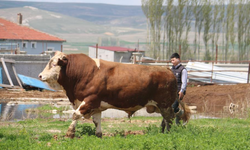 1 ton 250 kilogramlık Paşa, fiyatıyla dudak uçuklatıyor!