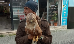 Kızıl Şahin’i köpeklerden kurtardı