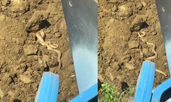 Hava ısındı: Yılanlar ortaya çıktı!