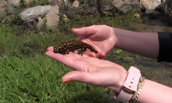 Nesli tükenme tehlikesi altında olan benekli semender görüntülendi!