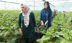 Seracı kadınlar günlük 500 kilo ürün alıyor