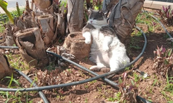 İşçiler çalıştı, o keyfini bozmadı