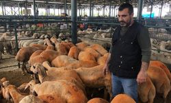 Eskişehir Hayvan Pazarı'nın gözdesi oldular