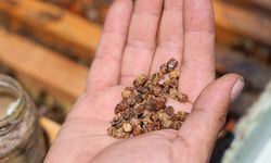 Geçmişte çöpe gidiyordu, şimdi kilosu 3 bin TL’den satılıyor