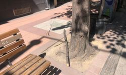 Doktorlar Caddesi’nde ağaç dalı vatandaşın üzerine düştü