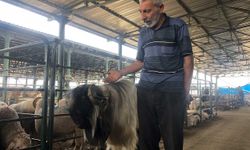 'Kocaoğlan' hayvan pazarının gözdesi oldu