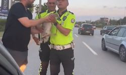 Otoyola atlayan ördek, duyarlı vatandaşlar ve trafik polislerinin müdahalesi ile kurtarıldı