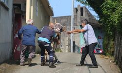 Kaçan kurbanlık sahiplerini peşinden koşturdu