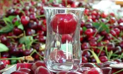Çay bardağına sığmayan Lapseki kirazında hasat başladı