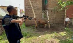 Kaçan düve, kurban timi tarafından yakalandı