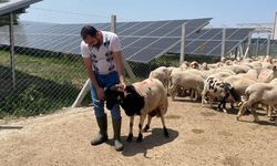 Cumhurbaşkanı Erdoğan'ın TDV'ye vekalet verdiği kurban Konya'da kesildi