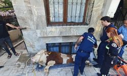Kurbanlık boğayı kurtarma operasyonu