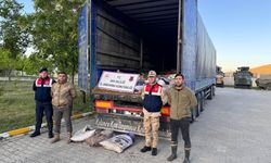 19 ton 200 kilo inci kefali balığı ele geçirildi!