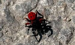 Sandığınız kadar masum değil!