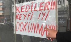 Boş dükkanda bulunan kediler ilginç bir tartışmaya yol açtı