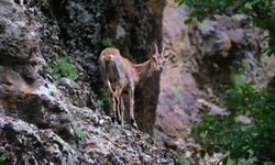 Erzincan’da yaban keçileri havadan görüntülendi