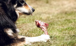 Kurban sakatatlarını sokak köpeklerine vermeyin