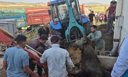 Bağını kopararak foseptik çukuruna düşen boğa kurtarıldı