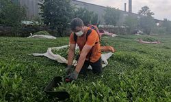 Çay fabrikasının bacasından çıkan kömür tozları çay bahçelerine yağıyor