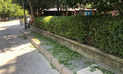 Adalar'da budanan ağaç dalları temizlenmeyince tepki çekti