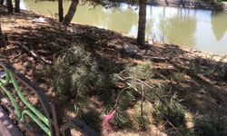 Eskişehir'de kanal çevresi bakımsız kaldı