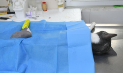 5’inci kattan düşen kediye yaşam umudu oldu