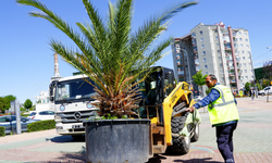 Eskişehir'de palmiyeler yerine yerleştirildi