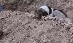 Mezar başında vefa nöbeti: Sahibinin mezarından ayrılmıyor