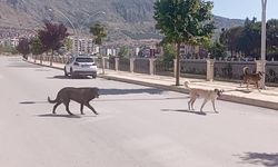 Amasya sokaklarında halkı korkutan ’köpek çetesi’