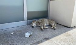 Eskişehir'deki sıcaklar köpekleri de etkiledi