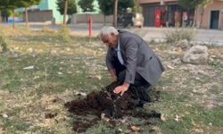 Diyadin'de geleneksel koyun kırkımı devam ediyor
