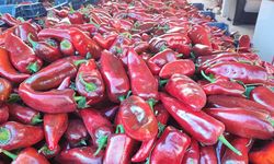 Salçalık biber sezonu başladı
