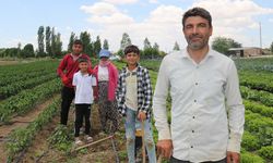 40 dereceyi bulan sıcaklarda mevsimlik işçilerin mücadelesi