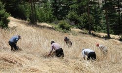 Teknolojinin ulaşamadığı tarlalarda ellik ve orakla hasat başladı