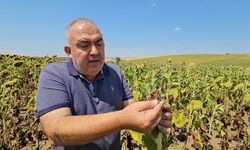 Kuraklık Trakya'yı vurdu: Ayçiçeğinde verim alarmı