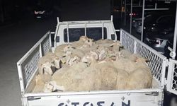 Hayvan pazarlığı hırsızlığa dönüştü!