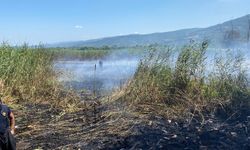 Sapanca Gölü'ndeki sazlık alanda yangın çıktı