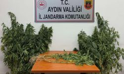 Uyuşturucu operasyonu: 71 kök kenevir ele geçirildi