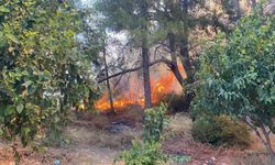 Antalya'da ormanlık alanda yangın paniği