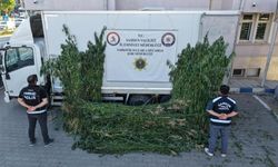 Polis, ayçiçeği tarlasının ortasına ekili 5 bin 230 kök kenevir ele geçirdi