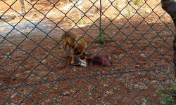 Başıboş köpekler koruma altındaki ceylanları parçaladı
