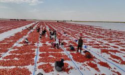 Diyarbakır’ın kavurucu sıcağı altında kurutulan domatesler Avrupa’ya ihraç ediliyor