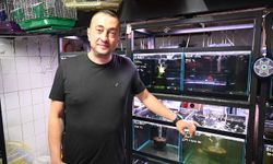 Yaz sıcaklarında evlerde balık ve kuş bakımı