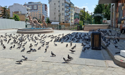 Eskişehir sıcakta kuş pisliğiyle boğuşuyor