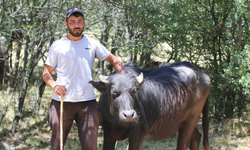 Her gün hayvanları ile kilometrelerce yürüyorlar